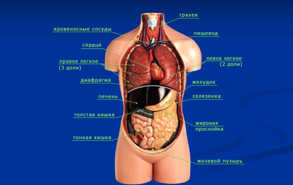 Внутренние органы человека схема расположения у мужчин фото