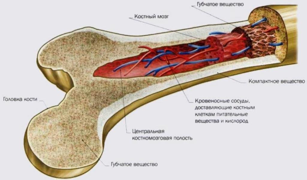 Красный костный мозг в трубчатой кости. Кроветворный костный мозг. Анатомия человека красный костный мозг. Строение красного костного мозга анатомия.