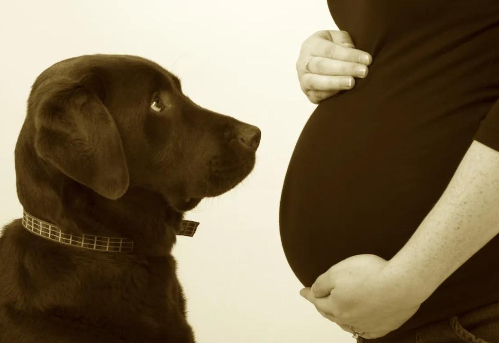 Фотосессия беременной собаки. Фотосессия для беременных с собакой. Фотосессия беременности с собакой. Беременность лабрадора.