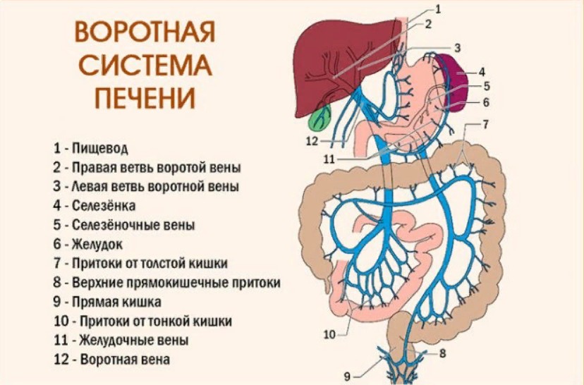 Воротной вене. Воротная Вена схема. Система воротной вены схема. Система воротная Вена печени. Воротная система печени анатомия.