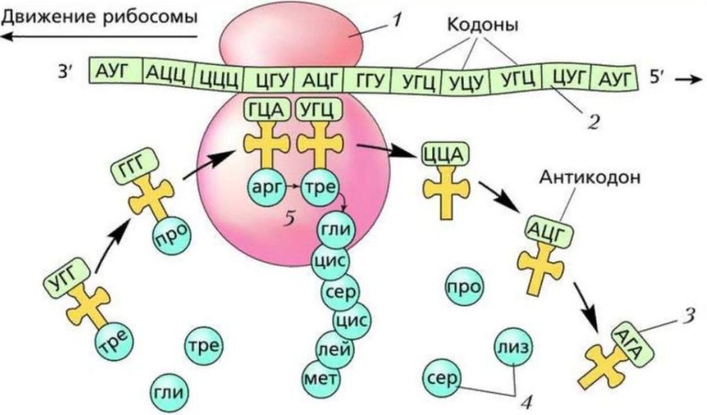 Схема трансляции мРНК в белок