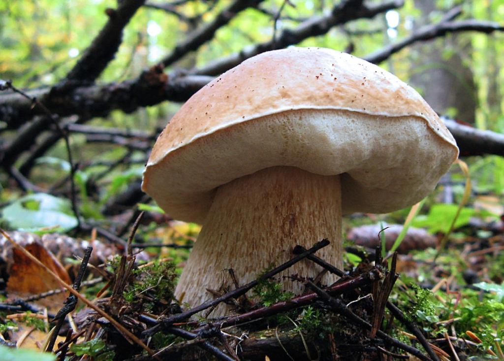 Белый гиб. Boletus edulis – белый гриб. Болетус Эдулис. Белый гриб еловый Боровик. Боровик березовый.