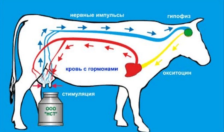 схема синтеза молока у коровы