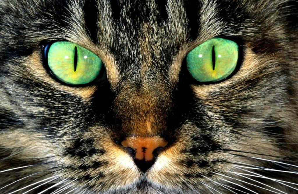 глаза кошки