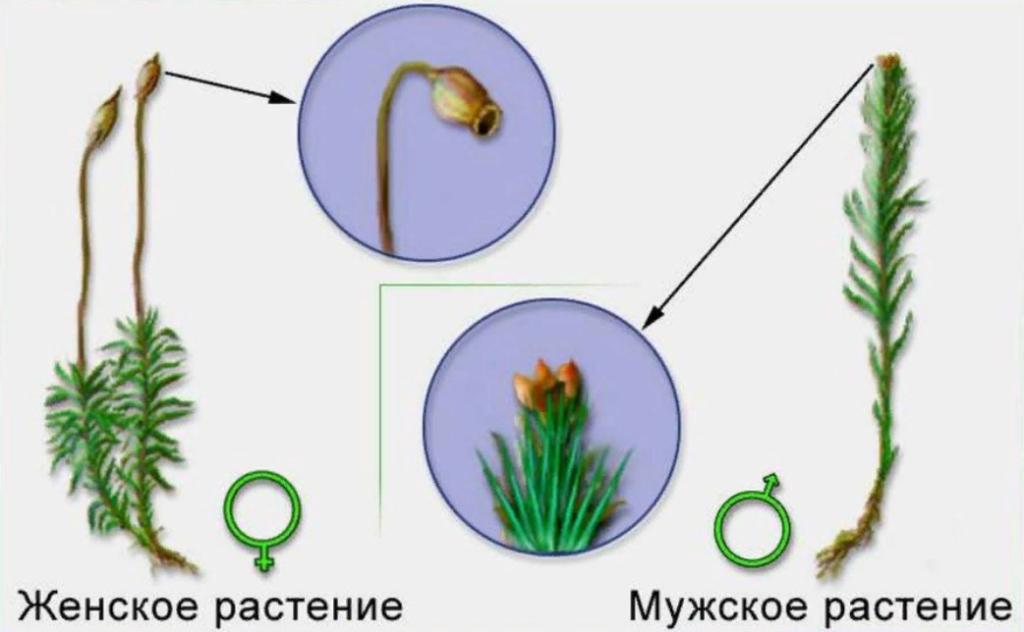 кукушкин лен размножение