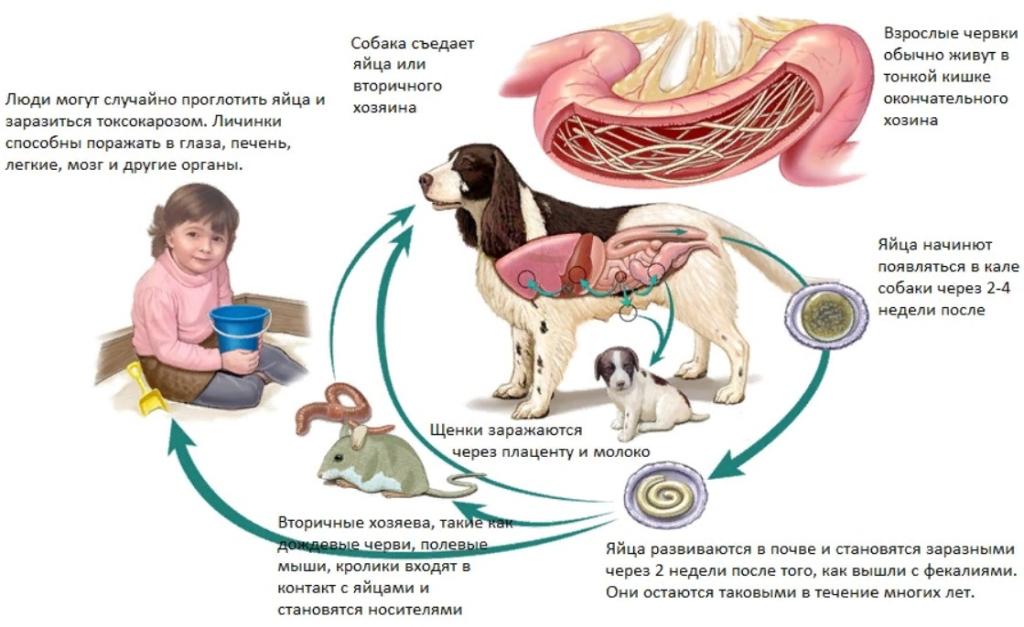 токсокароз что это такое