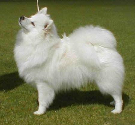 Немецкий шпиц белый фото взрослой собаки