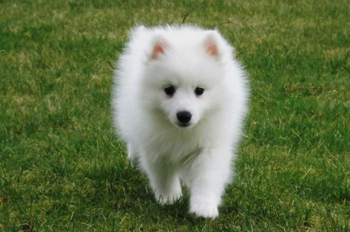 Немецкий шпиц белый фото взрослой собаки
