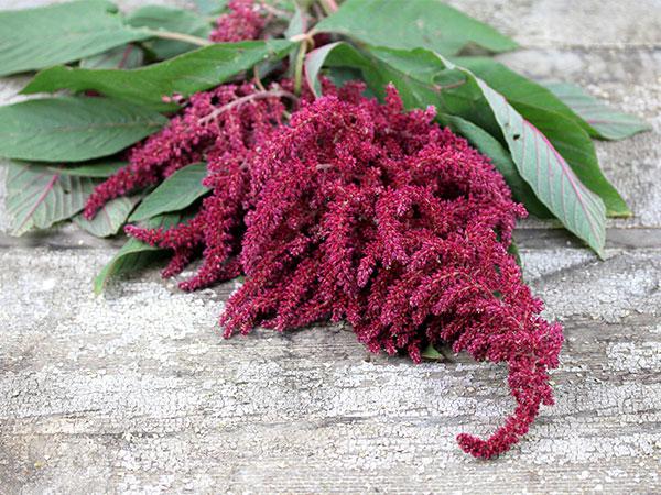 amaranth herb healing properties