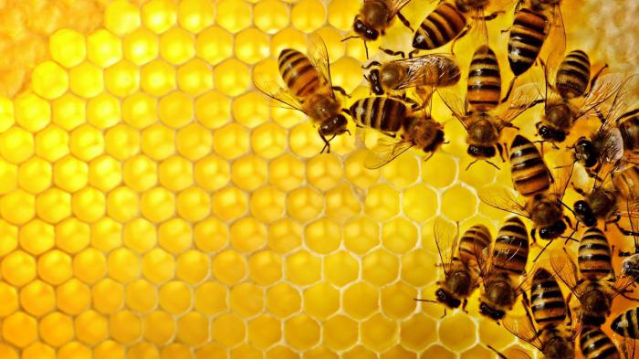 забрус пчелиный польза