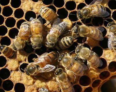 продукты пчеловодства забрус