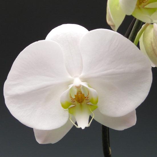белые орхидеи фото