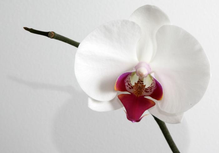белая орхидея цветы