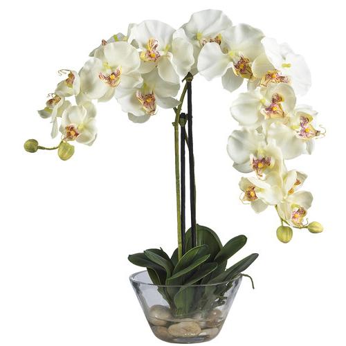 орхидея с белыми цветами