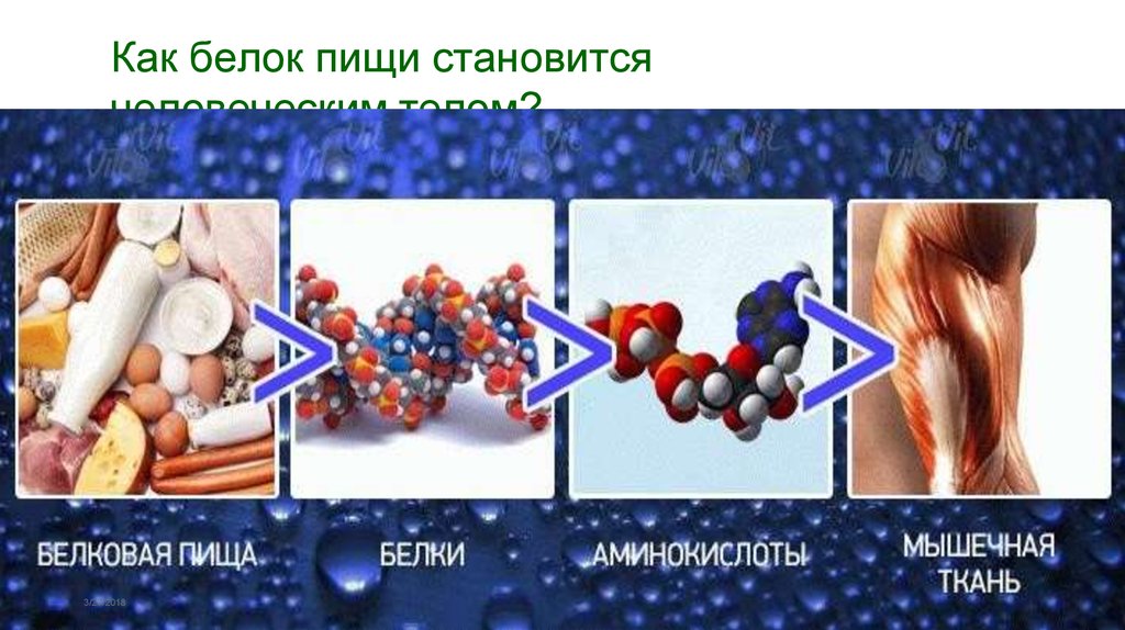 Белки аминокислоты картинки