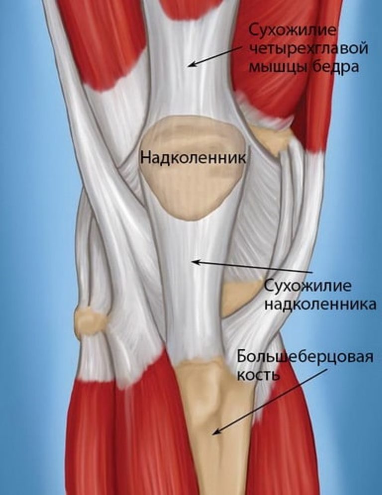 Строение мышц колена сзади