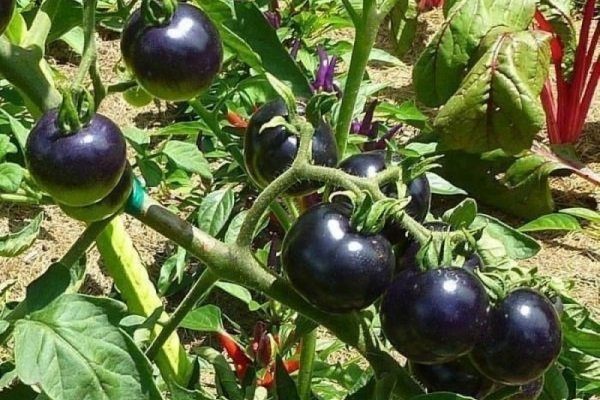 Как вырастить черные томаты