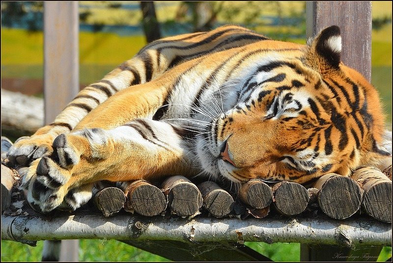 Тигр в зоопарке Ярославля