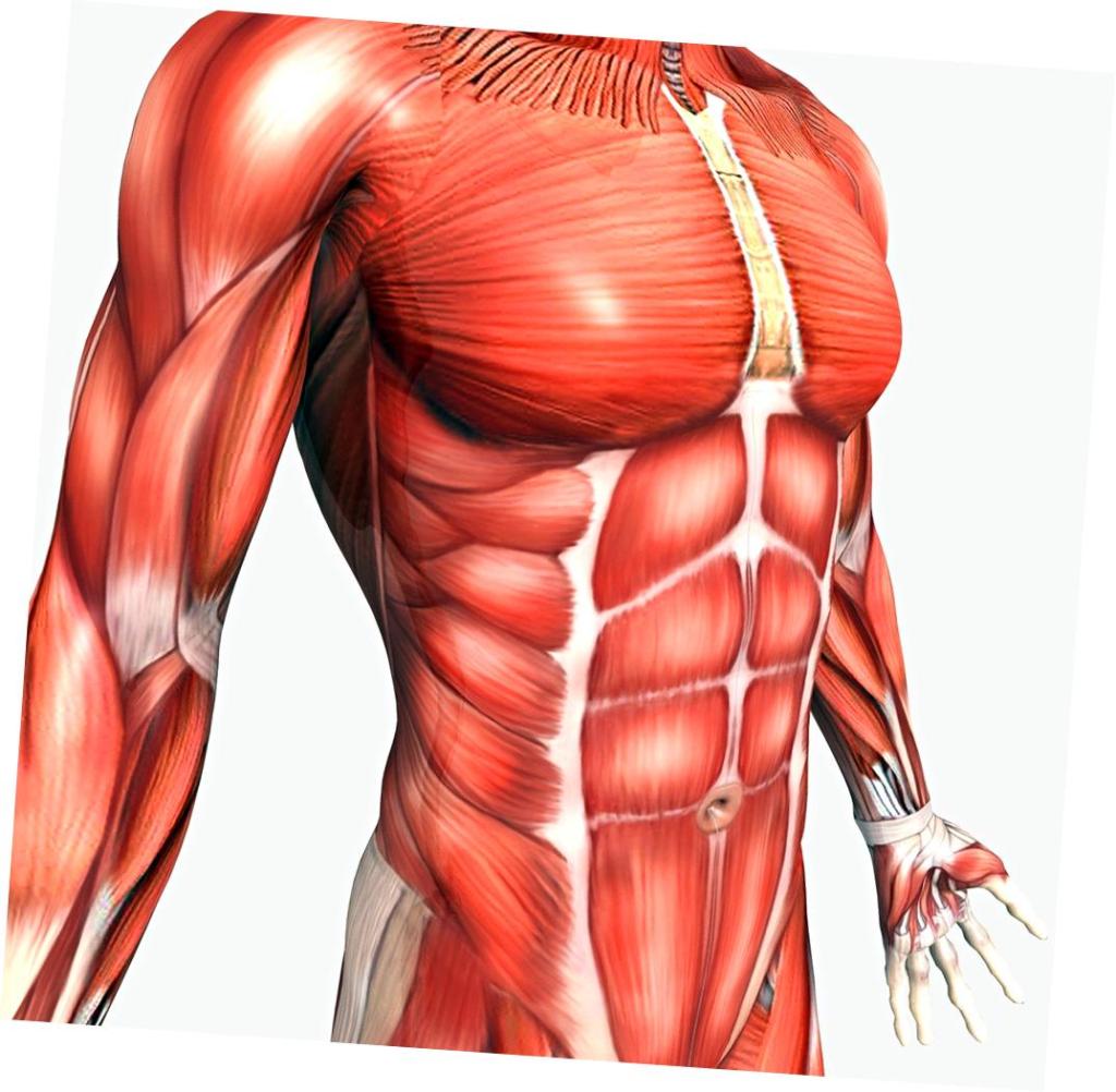 мышцы грудной клетки
