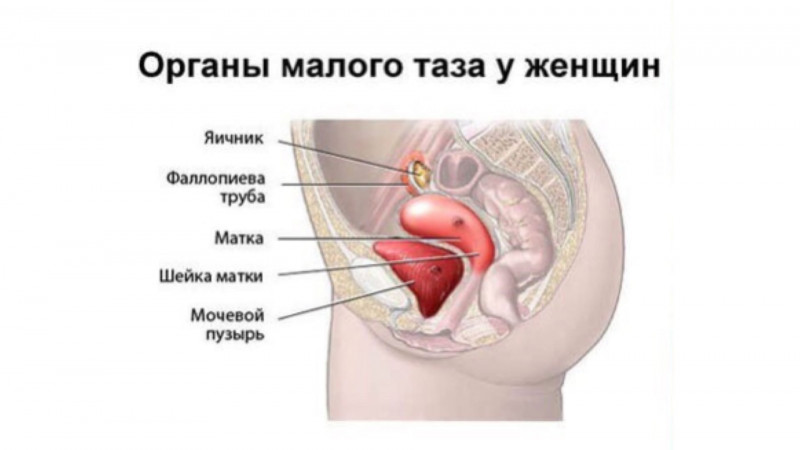 Анатомия женских органов малого таза картинка