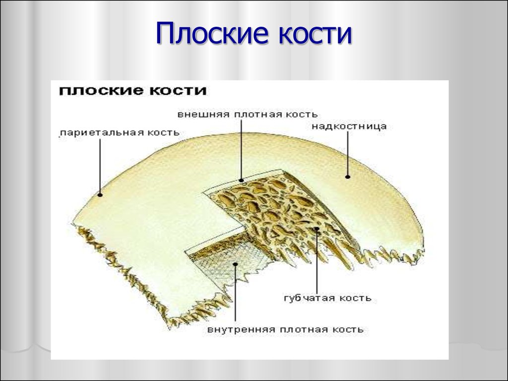 схема плоской кости