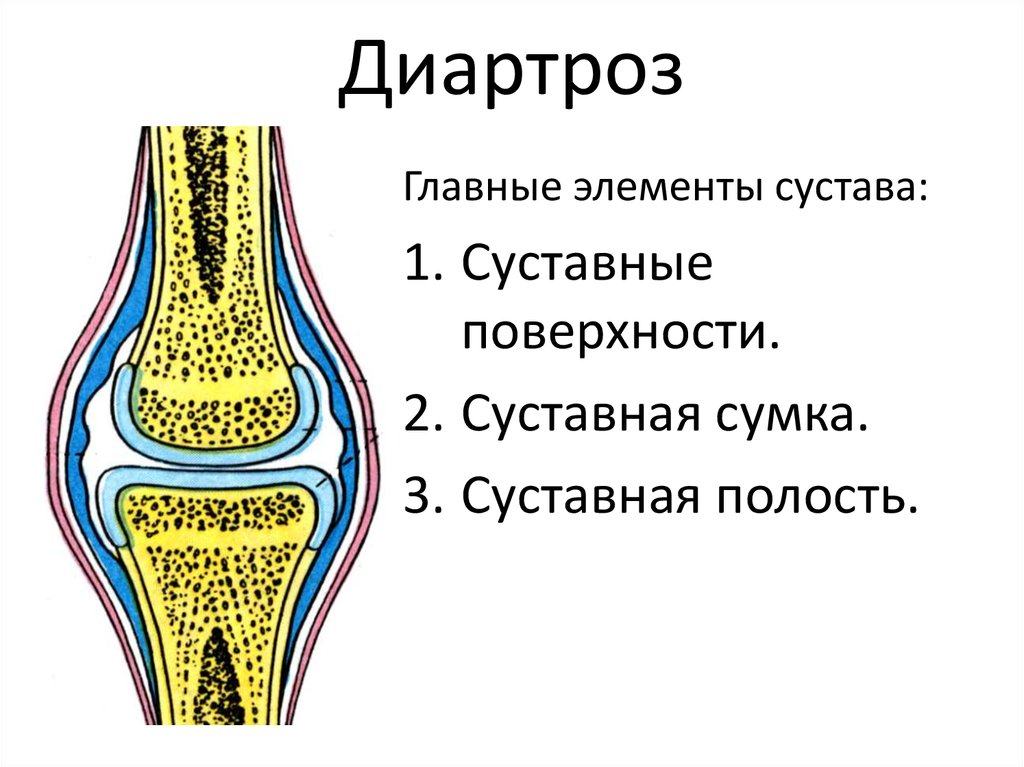 Прерывные соединения костей