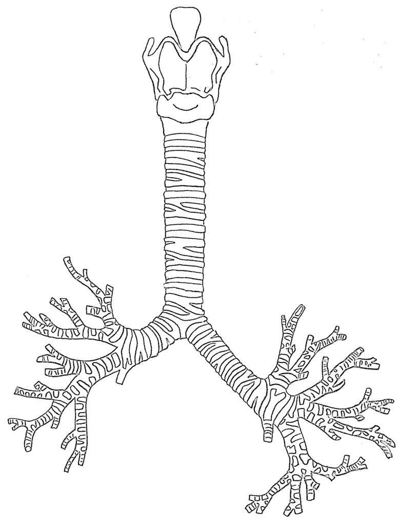 анатомия трахеи