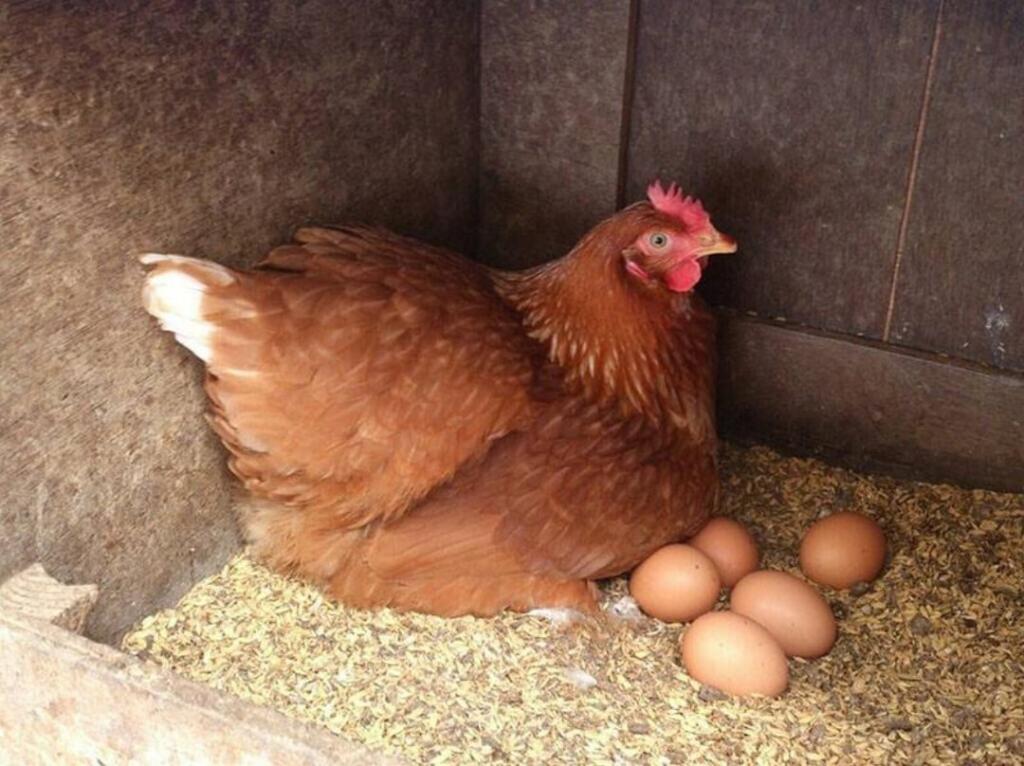 как несут курицы яйца