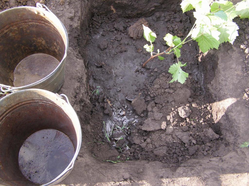 Как правильно сажать виноград в грунт. Высаживание винограда. Подготовка посадочной ямы виноградника. Весенняя посадка винограда. Яма под виноград.