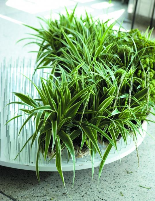 chlorophytum beneficial properties