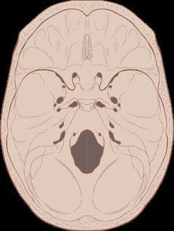 inner base of the skull