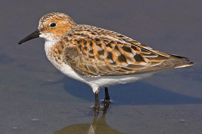 sandpiper bird