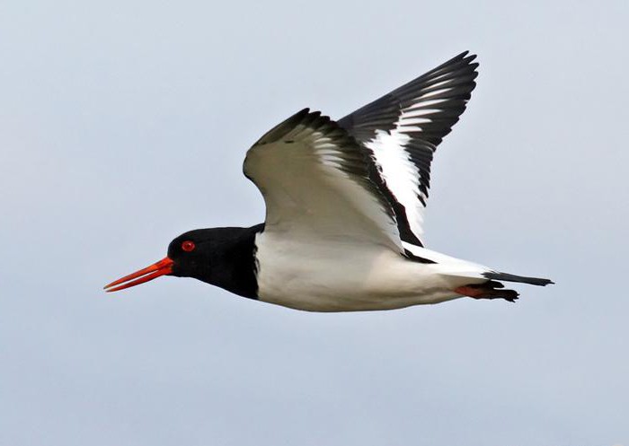 sandpiper photo