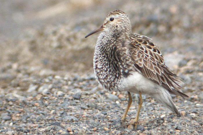 squad of waders