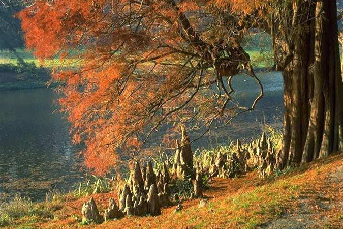 кипарис болотный листопадный