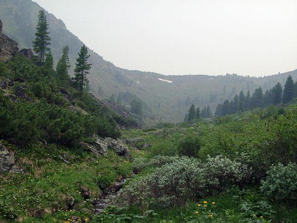 flora of the Ussuri reserve