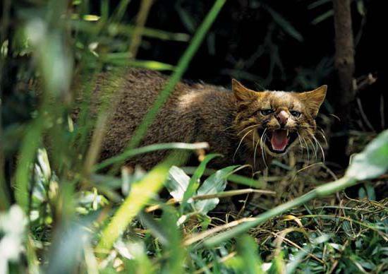 пампасская кошка фото