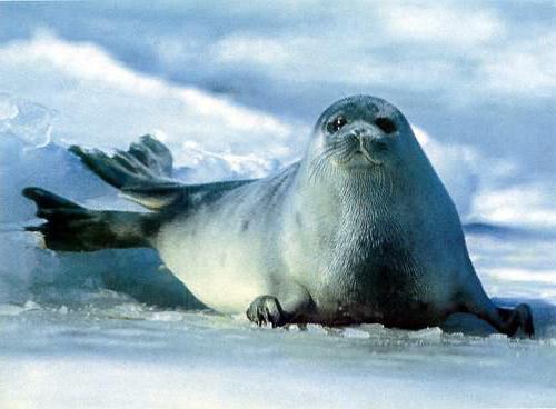 каспийский тюлень фото