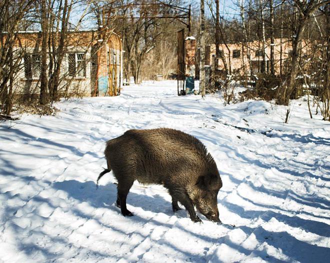 Chernobyl animals