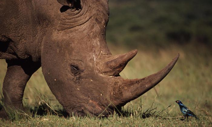 максимальный вес белого носорога в килограммах