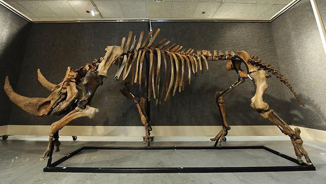 шерстистый носорог скелет