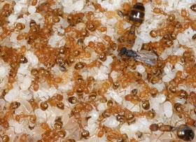 сколько видов муравьев в мире