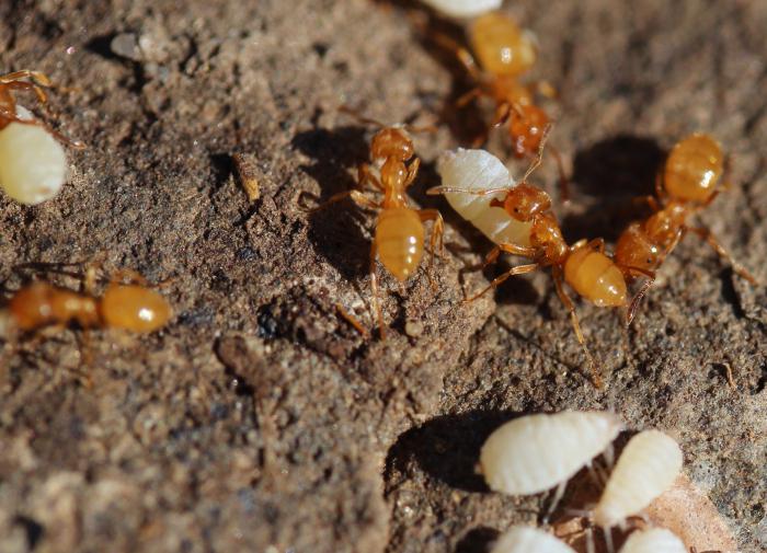 сколько видов муравьев