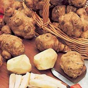 Jerusalem artichoke growing