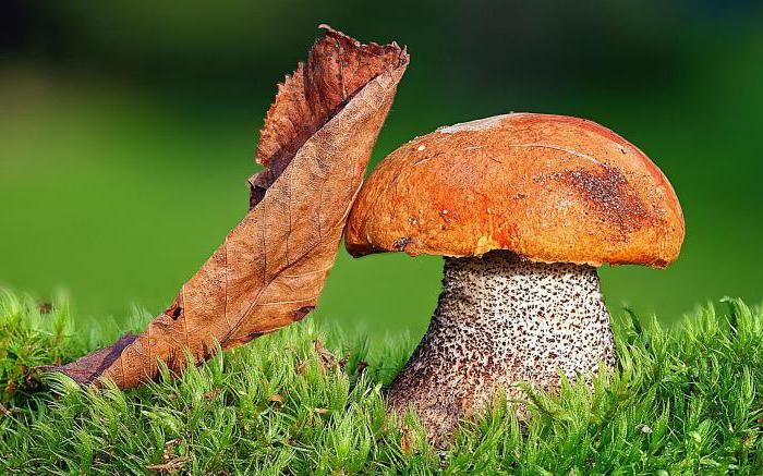 where boletus grows