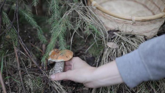 where the mushrooms grow in the suburbs