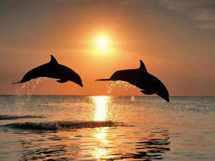 сколько живут дельфины в неволе