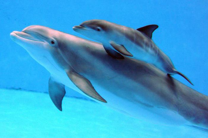 сколько живут дельфины