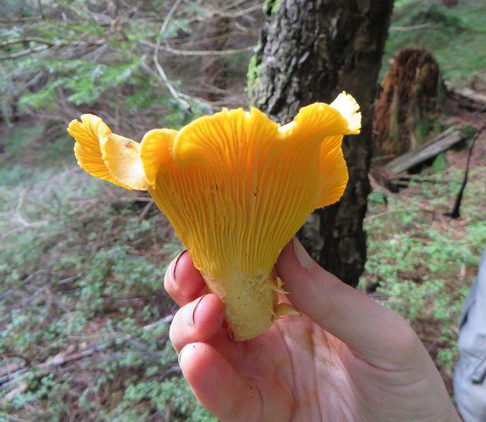 лисички грибы лечебные свойства