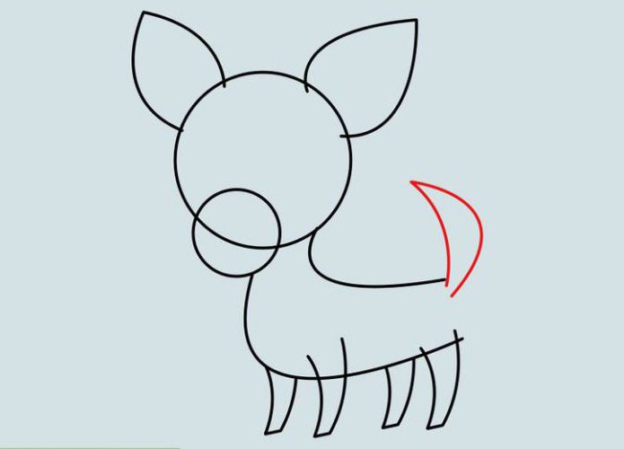 как нарисовать собаку чихуахуа карандашом